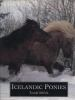 Icelandic_ponies